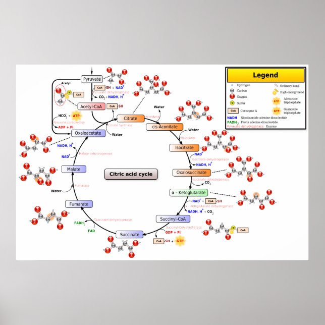 Detailed Diagram of the Citric Acid Cycle Poster (Front)