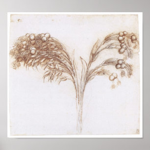 Detailed Drawing of  Long Stemmed Plant, Da Vinci Poster
