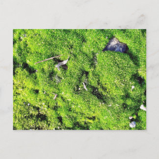 Detailed Photo Of Green Moss Postcard