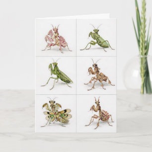 Detailed Praying Mantis Species Art Bug Lover Card
