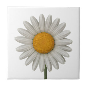 Detailed White Daisy Botanical Art Design Tile