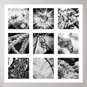 Details of Nature series - Details Poster