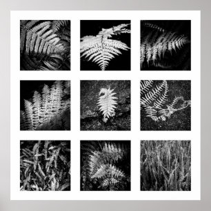 Details of Nature series - Ferns poster