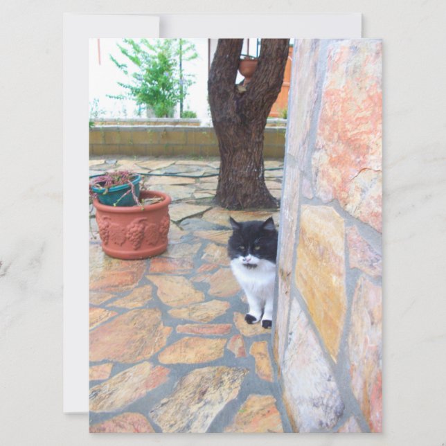 DETECTIVE CAT BEHIND THE STONE WALL (Front)