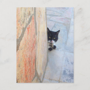 DETECTIVE CAT BEHIND THE STONE WALL / Father's Day Postcard