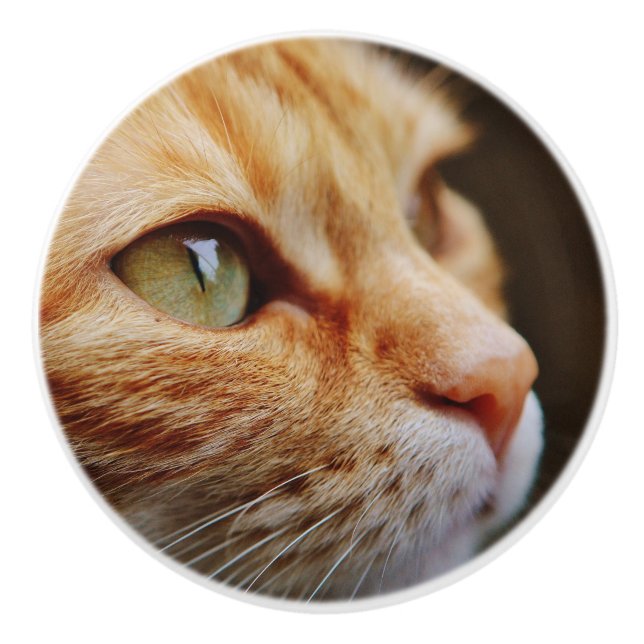 Determined Face of a Ginger Cat Ceramic Knob (Front)