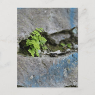 Determined Fern in Boulder Blue Graffiti Postcard