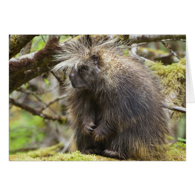 Determined Porcupine (Front Horizontal)