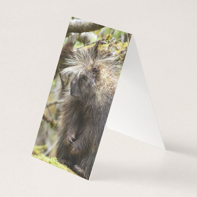 Determined Porcupine (Back)