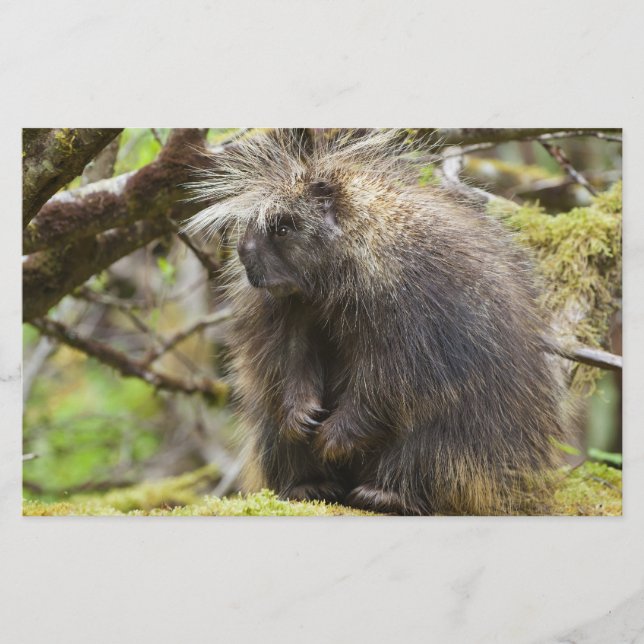 Determined Porcupine Stationery (Front)