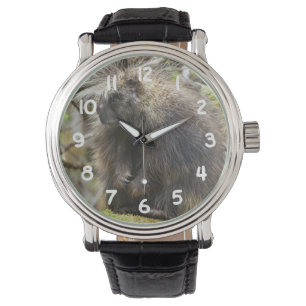 Determined Porcupine Watch