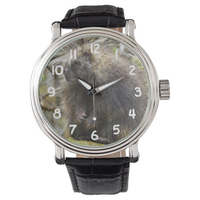 Determined Porcupine Watch (Front)