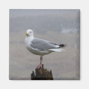 Determined Seagull Perched Winter Snowfall Rustic Magnet