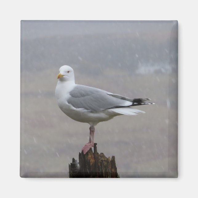 Determined Seagull Perched Winter Snowfall Rustic  Magnet (Front)