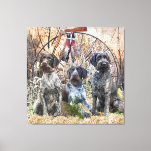 Deutsch Drahthaar Canvas Print