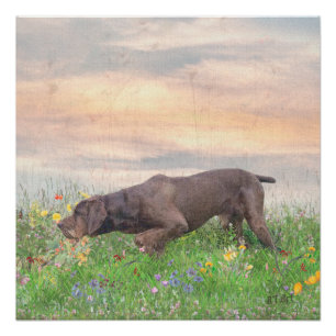 Deutsch Drahthaar    Poster