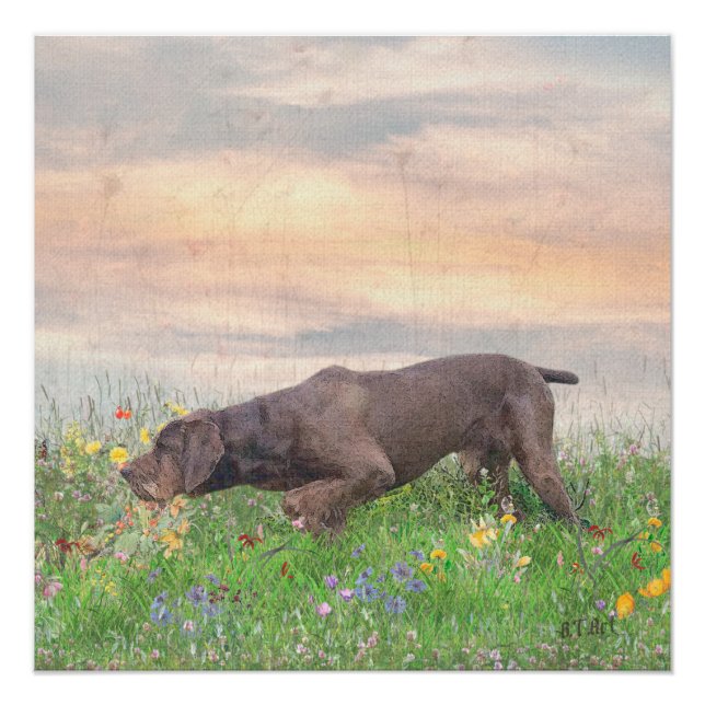 Deutsch Drahthaar    Poster (Front)