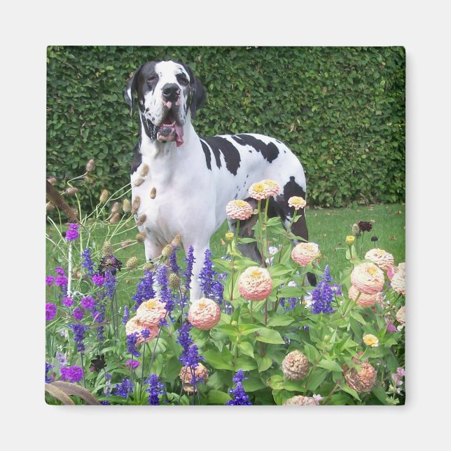 Deutsche Dogge, Great Dane, Dogs, Dogue Allemand Magnet (Front)