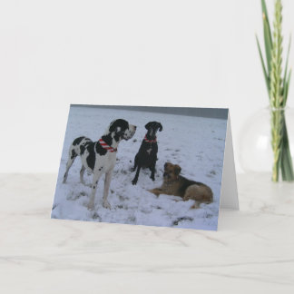 Deutsche Dogge, Great Dane, Hunde, Weihnachten Holiday Card
