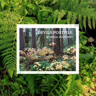 Devil's Club, Devils Postpile National Monument Postcard