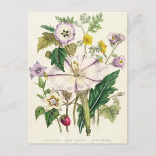 Devil's Trumpet, plate 46 from 'The Ladies' Postcard