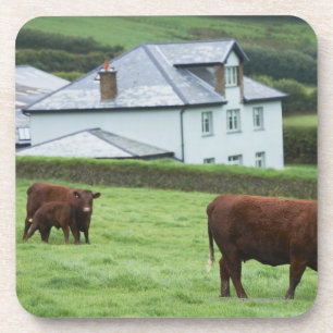 Devon, England Coaster