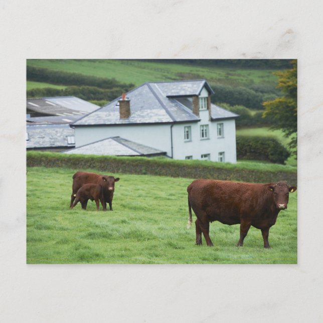 Devon, England Postcard (Front)