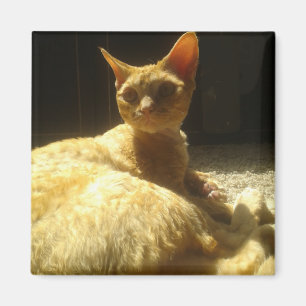 devon rex orange magnet