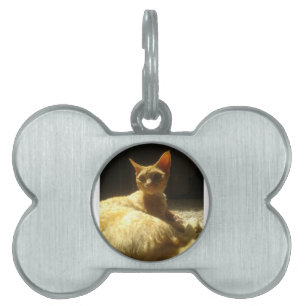 devon rex orange pet ID tag