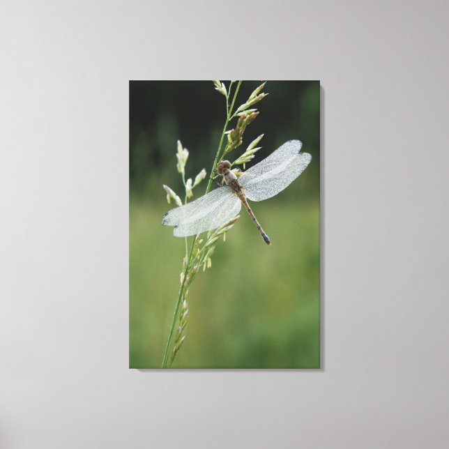 Dew covered Darner Dragonfly Canvas Print (Front)