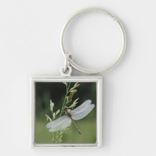 Dew covered Darner Dragonfly Key Ring
