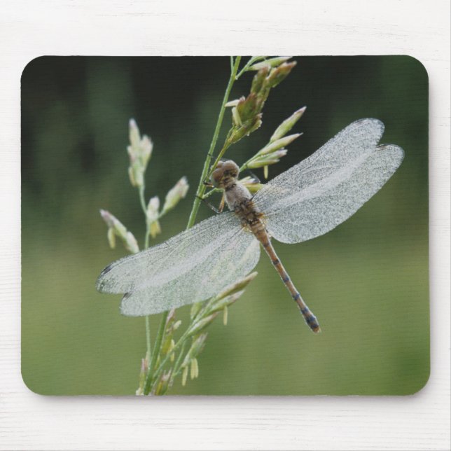 Dew covered Darner Dragonfly Mouse Mat (Front)