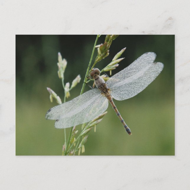 Dew covered Darner Dragonfly Postcard (Front)