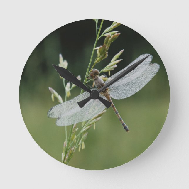 Dew covered Darner Dragonfly Round Clock (Front)
