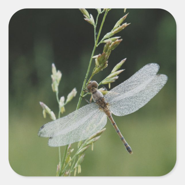 Dew covered Darner Dragonfly Square Sticker (Front)