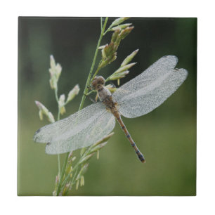 Dew covered Darner Dragonfly Tile