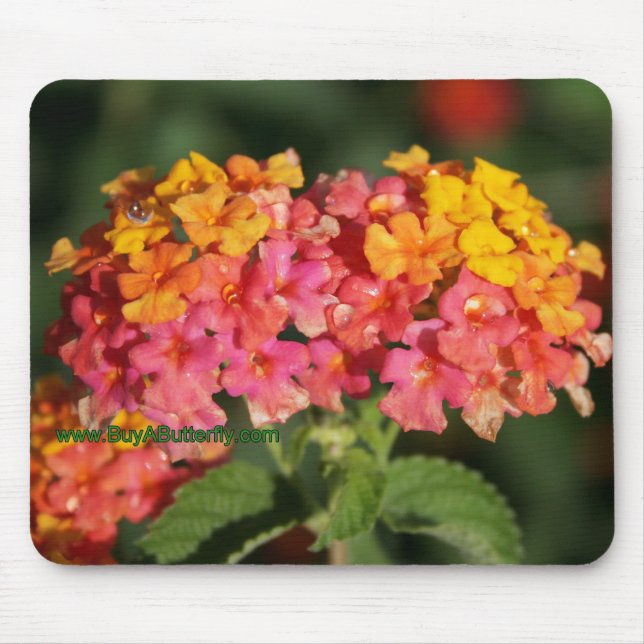 Dew Covered Lantana Flowers Mouse Pad (Front)