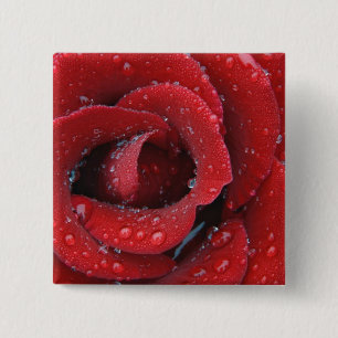 Dew covered red rose decorating grave site in 15 cm square badge