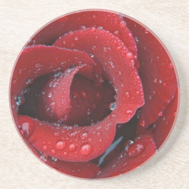 Dew covered red rose decorating grave site in coaster (Front)