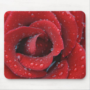 Dew covered red rose decorating grave site in mouse mat