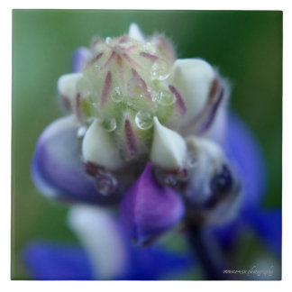 Dew Dappled Lupine Tile