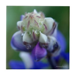 Dew Dappled Lupine Tile