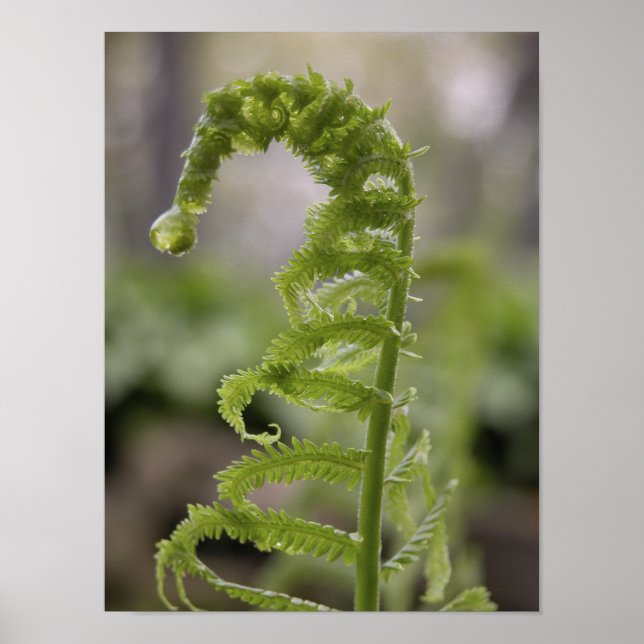 Dew Drop on Green Fern Frond Poster (Front)
