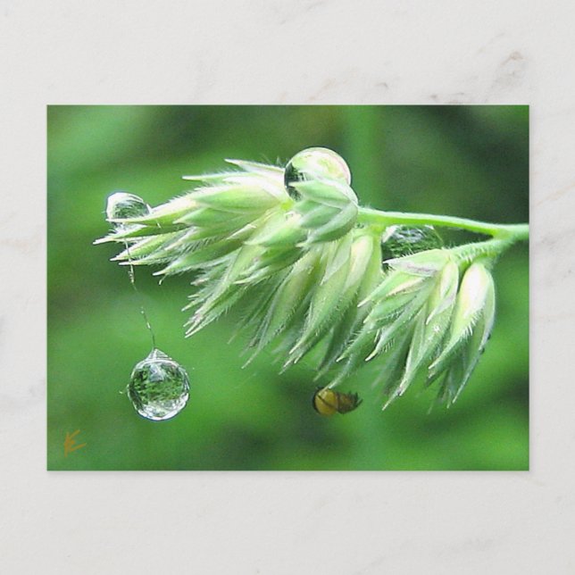 Dew Drop Rope Swing Playful Nature Postcard (Front)