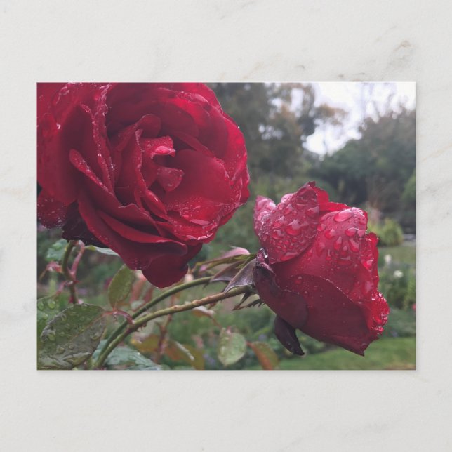 Dew Drop Roses Postcard (Front)