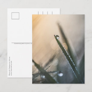 Dew Droplet on Grass floral nature Photo Postcard