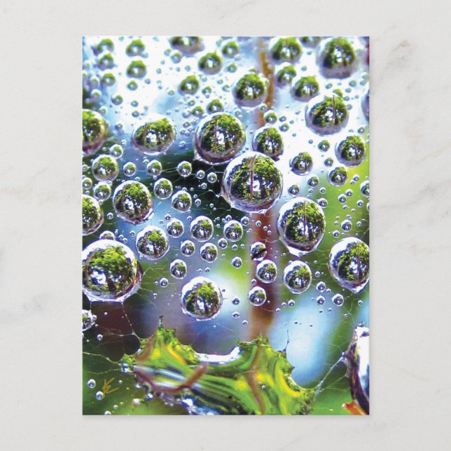 Dew Drops Cascade into Sky, Mesmerising Botanical Postcard (Front)