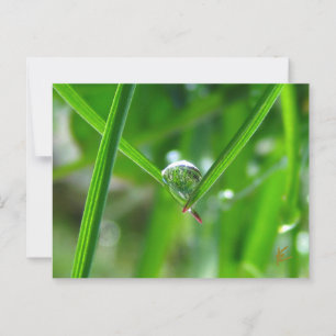 Dew Drops Holding Hands Beautiful Nature Postcard