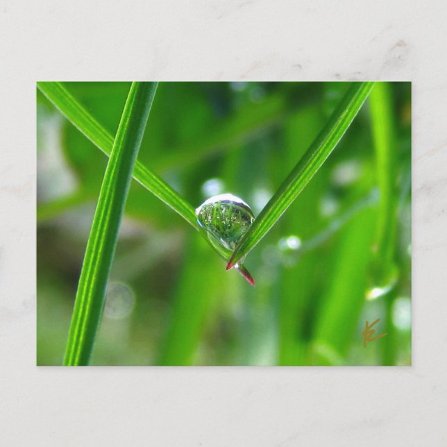 Dew Drops Holding Hands Beautiful Nature Postcard (Front)
