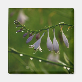 Dew Drops on a hosta blossom Magnet